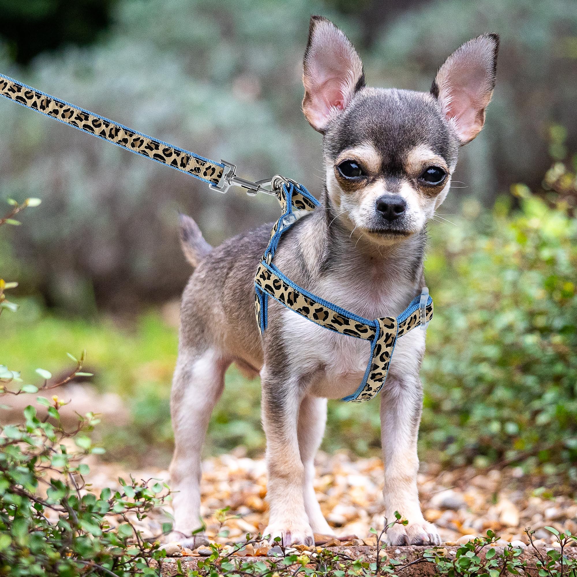 Mile High Life Blue Leopard Dog Harness, Collar, and Leash Set - No Pull Halter for Small Breeds, Size Medium