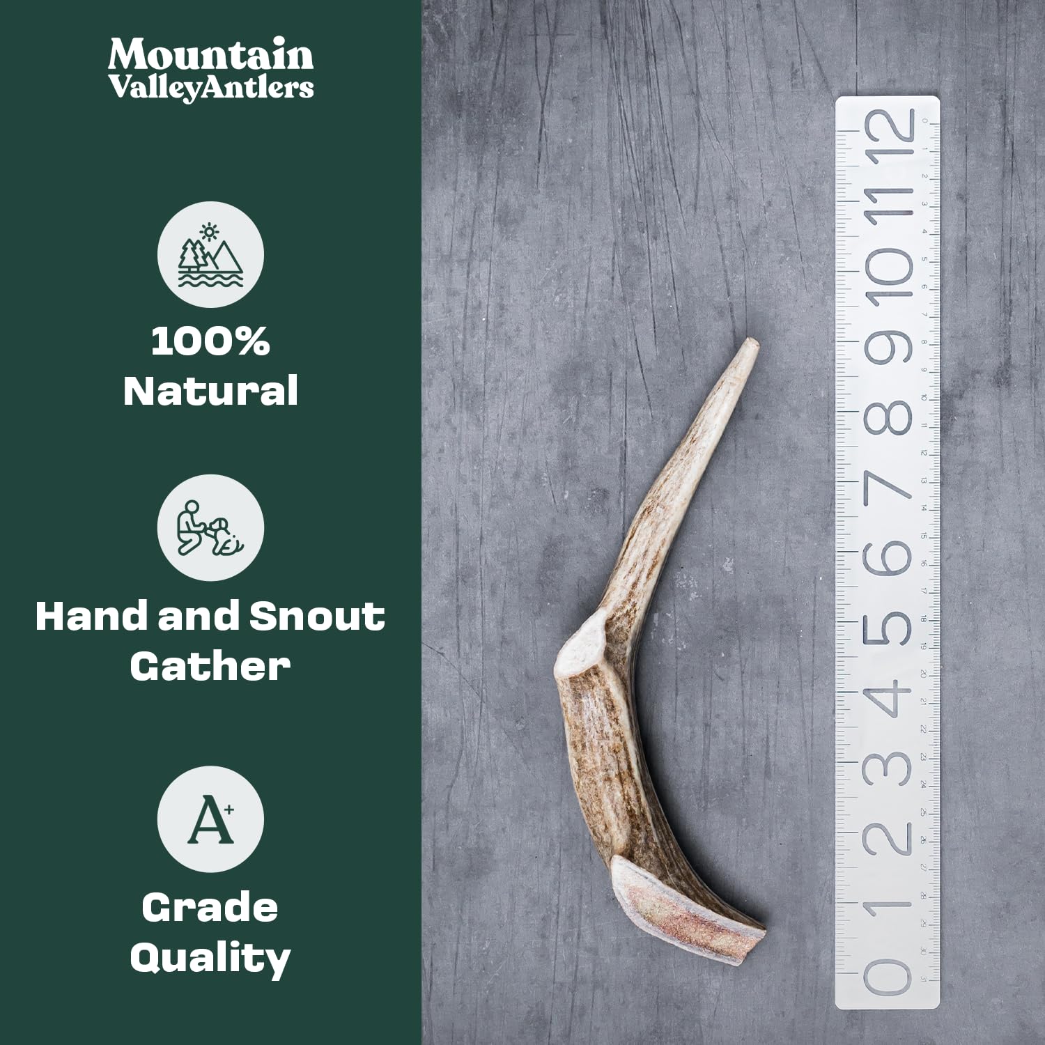 Mountain Valley Deer Antlers for Dogs – 100% Natural, Odor-Free, Long-Lasting Chew for Aggressive Chewers, Medium (1 Pack)