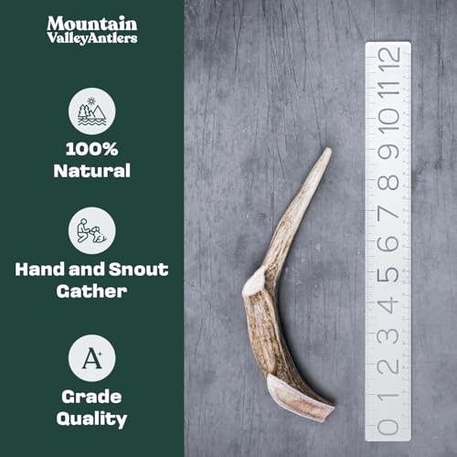 Mountain Valley Deer Antlers for Dogs – 100% Natural, Odor-Free, Long-Lasting Chew for Aggressive Chewers, Medium (1 Pack)