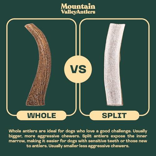 Mountain Valley Deer Antlers for Dogs – 100% Natural, Odor-Free, Long-Lasting Chew for Aggressive Chewers, Medium (1 Pack)