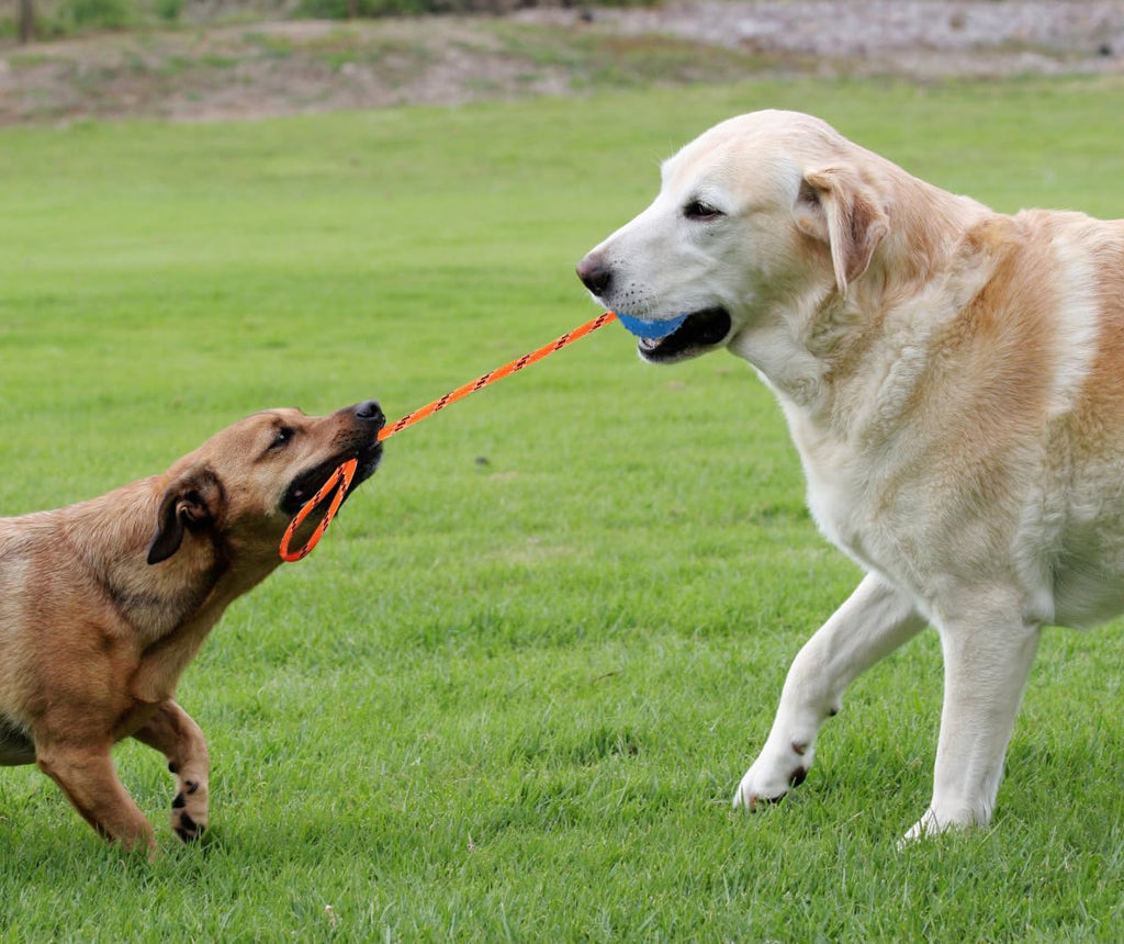 Nevperish 2-Pack Dog Ball on Rope - Natural Rubber K9 Fetch Toy (Blue & Red, 2.7-inch)