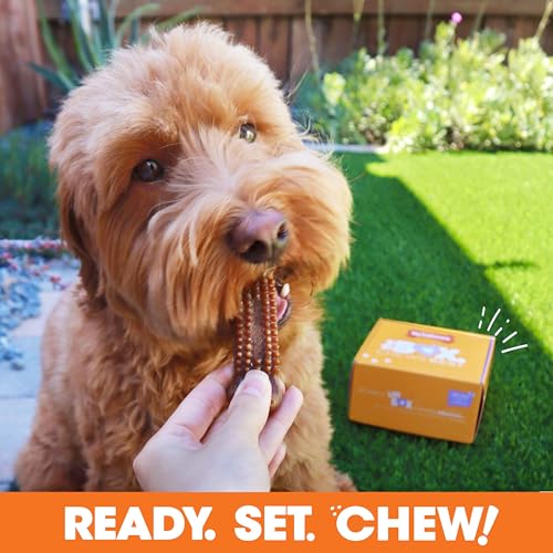Nylabone Small Dog Gift Box: 3 Chew Toys + Natural Treat, Up to 25 lbs (4-Pack)