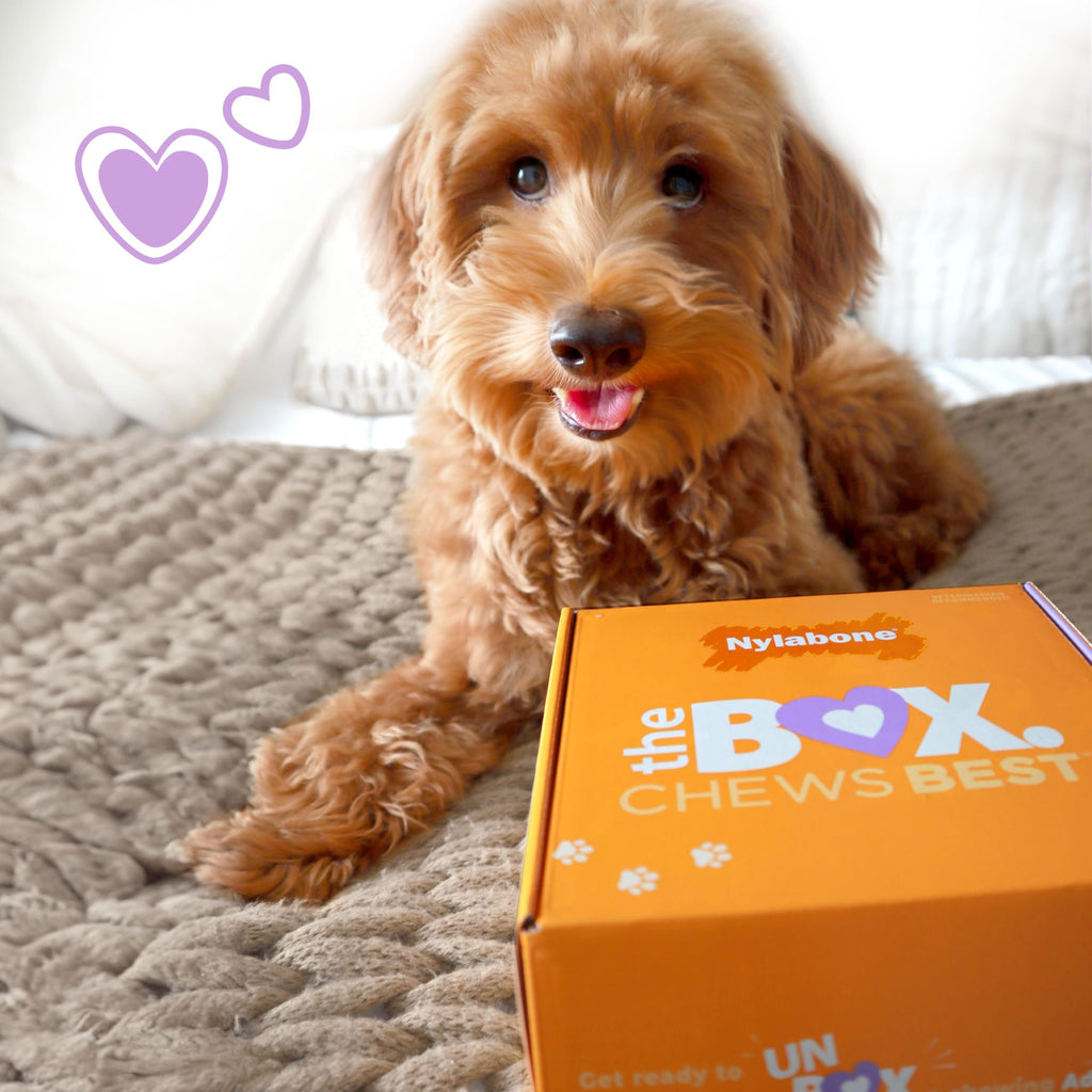 Nylabone Small Dog Gift Box: 3 Chew Toys + Natural Treat, Up to 25 lbs (4-Pack)