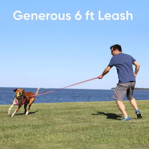 Pawtitas 6 ft Padded Dog Leash – Purple Reflective Neoprene Handle for Small Dogs