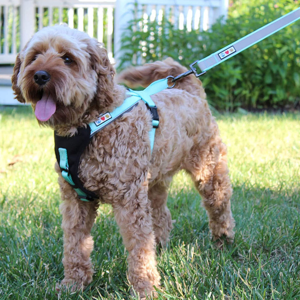Pawtitas Custom ID Dog Leash: 6ft Reflective Padded Handle with Embroidered Name & Phone Number - Black