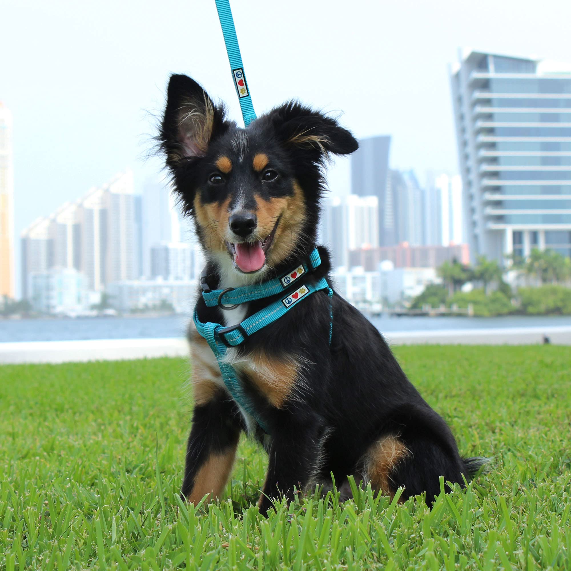 Pawtitas Recycled Reflective Step-in Dog Harness - Medium Coral - Adjustable No-Pull Vest for Dogs 20-28 Inch Chest