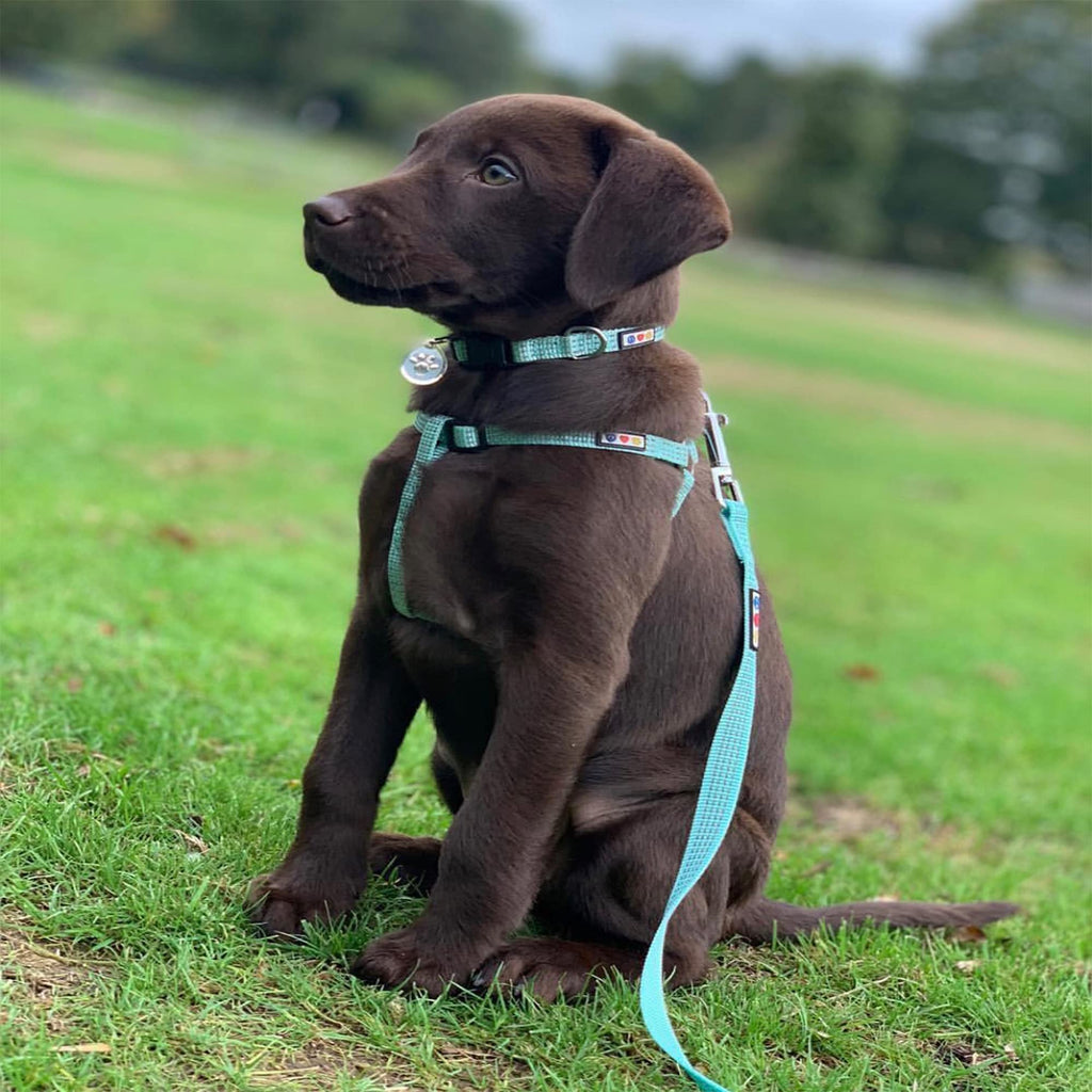 Pawtitas Reflective Step-in Dog Harness – Small Teal No-Pull Vest for Small Dogs