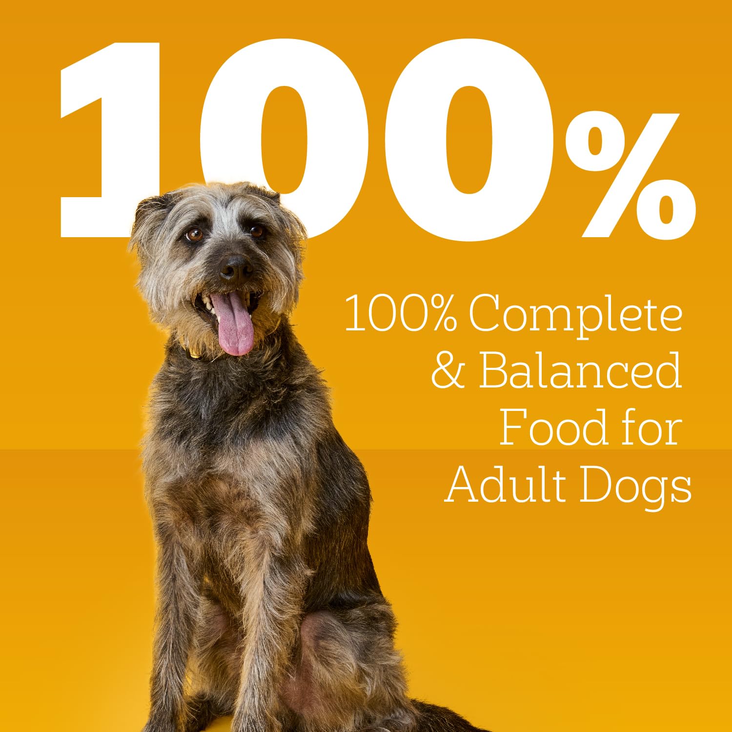 Pedigree Chopped Ground Dinner Wet Dog Food Pouches Variety Pack, 3.5 oz, 18 Count - Chicken, Beef, Bacon & Cheese Flavors