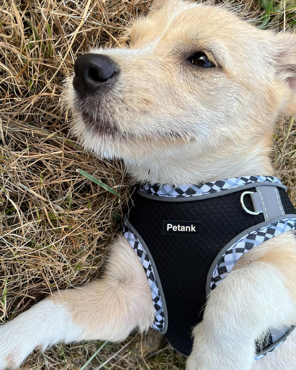 Petank Medium Dog Harness (Black, Size M) – Breathable Jacquard Fabric, Reflective Strip, Step-in Design for Training and Walks