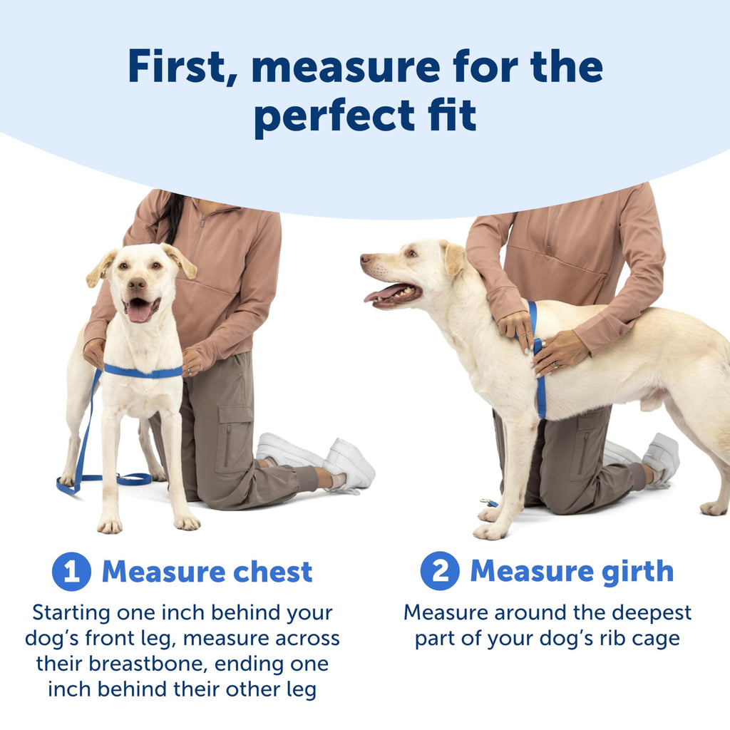 PetSafe Easy Walk No-Pull Dog Harness - Royal Blue Medium/Large - Front Clip Martingale Design for Pull-Free Walks