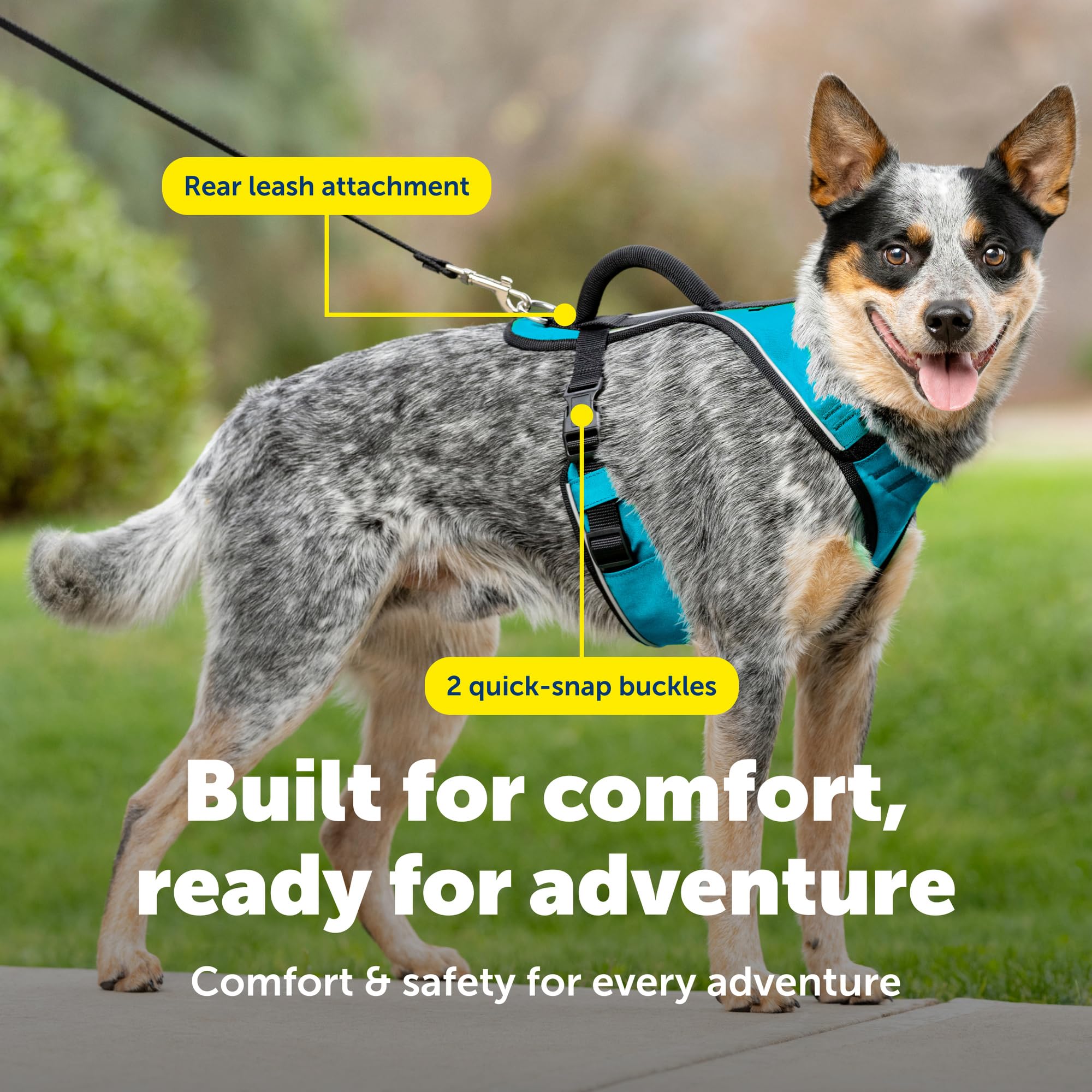 PetSafe EasySport Dog Harness - Medium Teal - Padded, Adjustable, with Reflective Piping and Top Handle