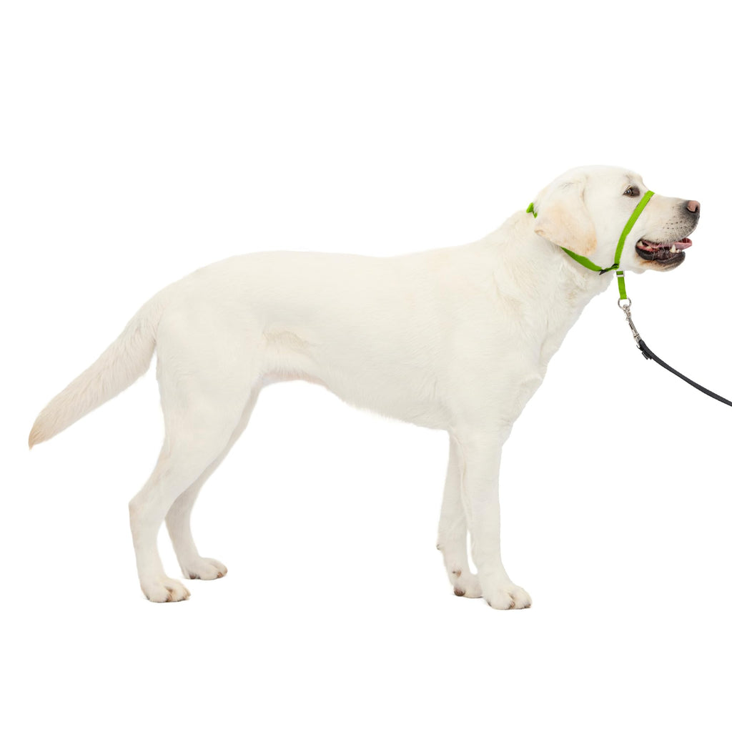 PetSafe Gentle Leader No-Pull Dog Headcollar - Large, Apple Green - Veterinary Behaviorist Designed