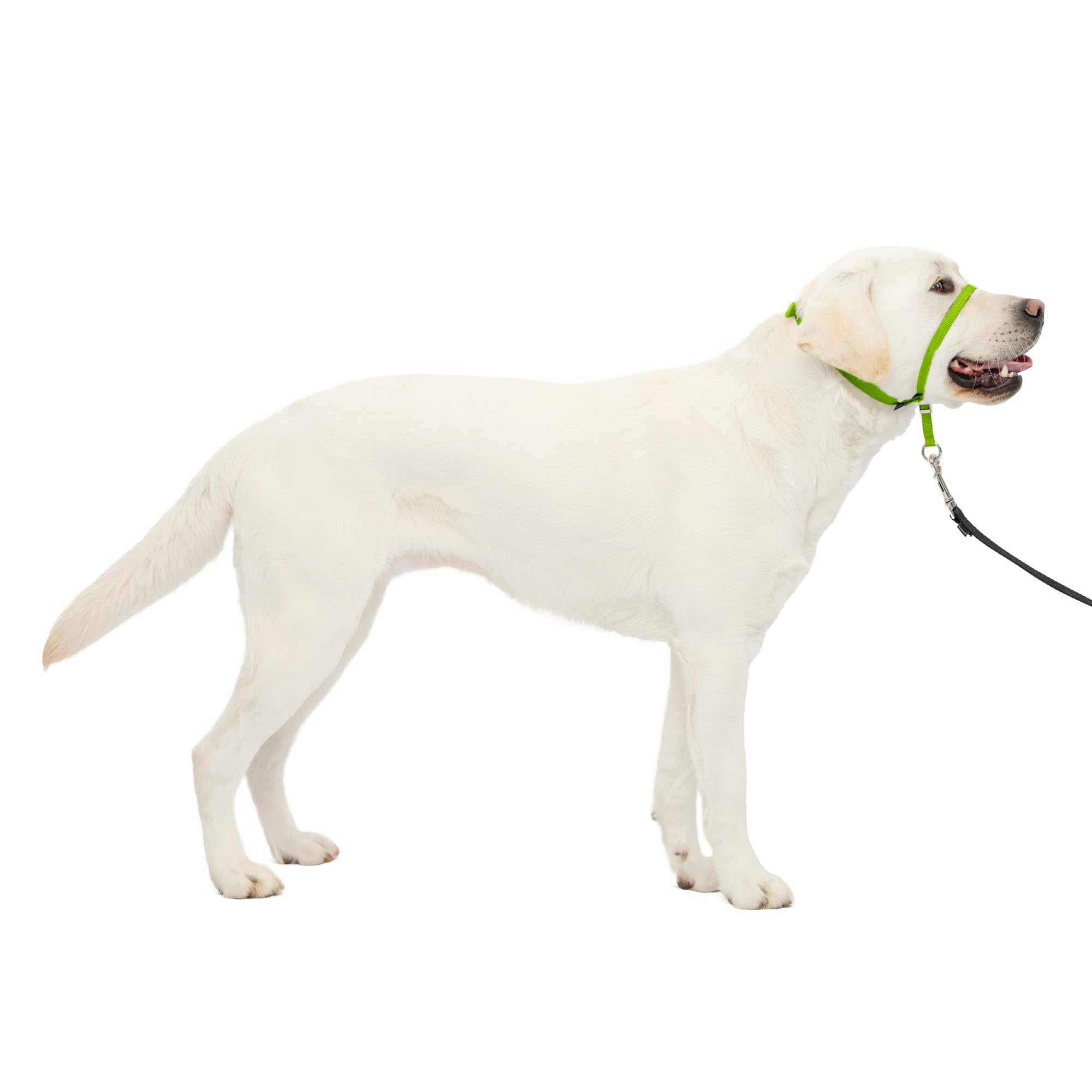PetSafe Gentle Leader No-Pull Dog Headcollar - Large, Apple Green - Veterinary Behaviorist Designed