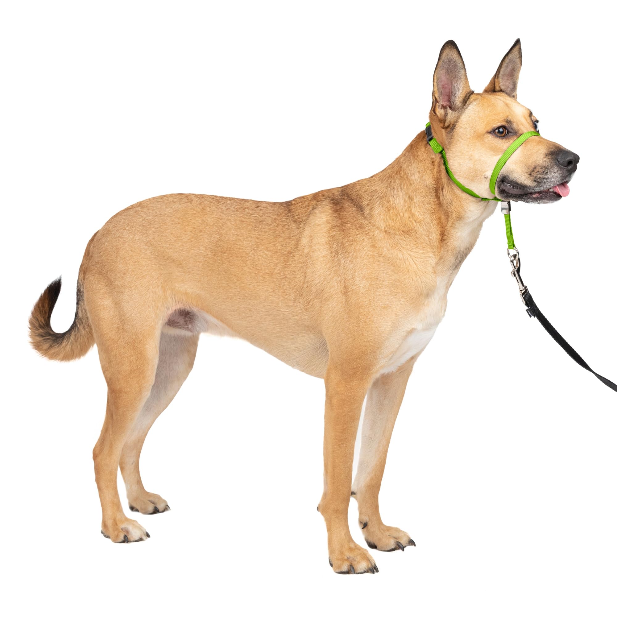 PetSafe Gentle Leader No-Pull Headcollar, Medium, Apple Green - Redirects Pulling for Easier Walks