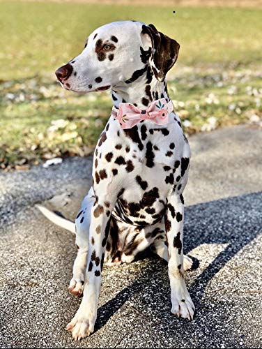 Pink Flower Floral Dog Collar with Bow - Adjustable XL Cotton Collar for Small, Medium, Large Dogs and Cats