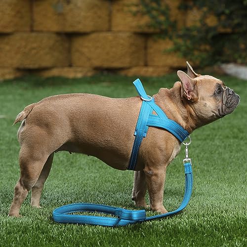 PLUTUS PET No Pull Dog Harness - Size L (Cyan) - Breathable Mesh Padded, Reflective, Escape Proof Vest for Small Medium Large Dogs