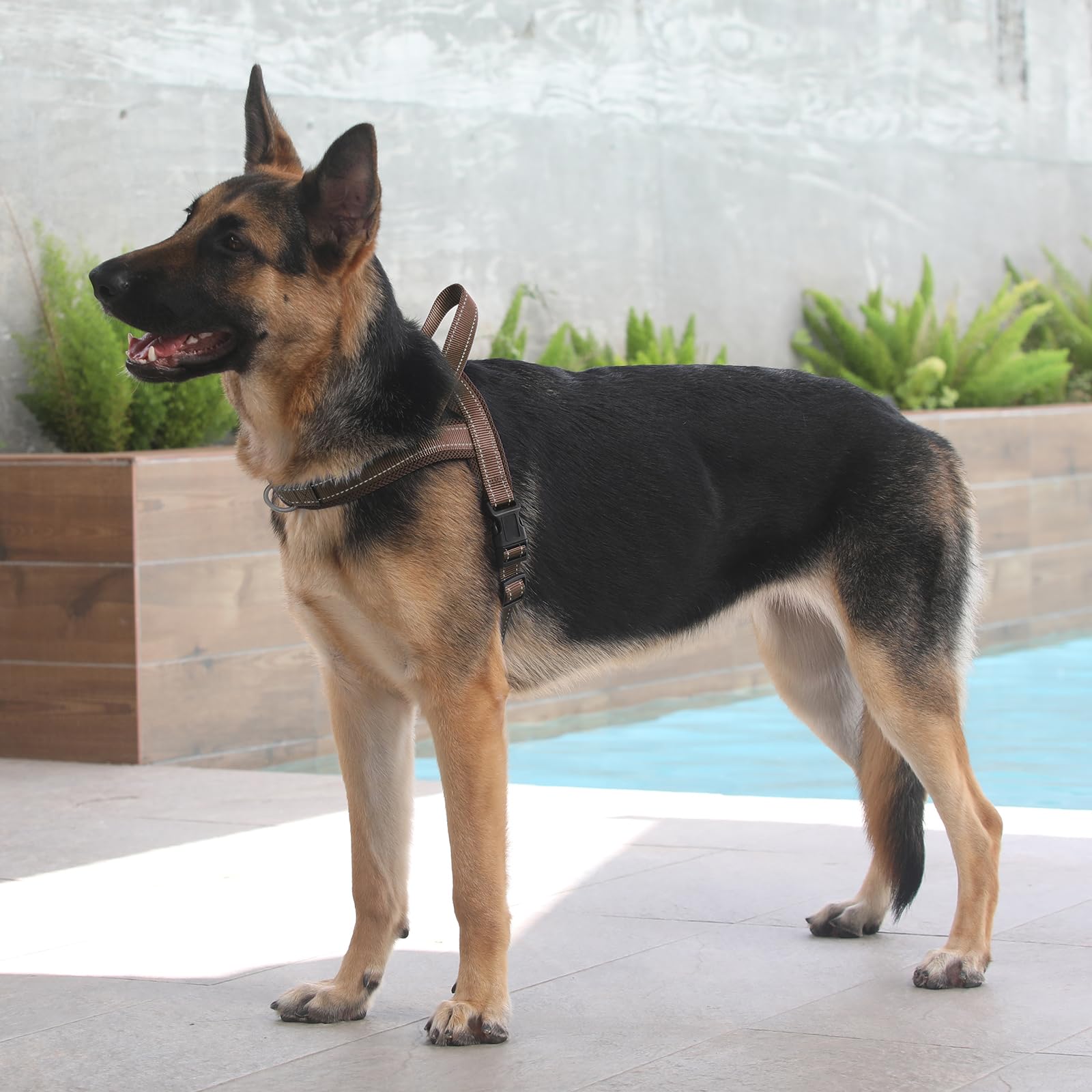 Plutus Pet No Pull Dog Harness with Breathable Mesh, Reflective, Quick Fit - Size M Chocolate