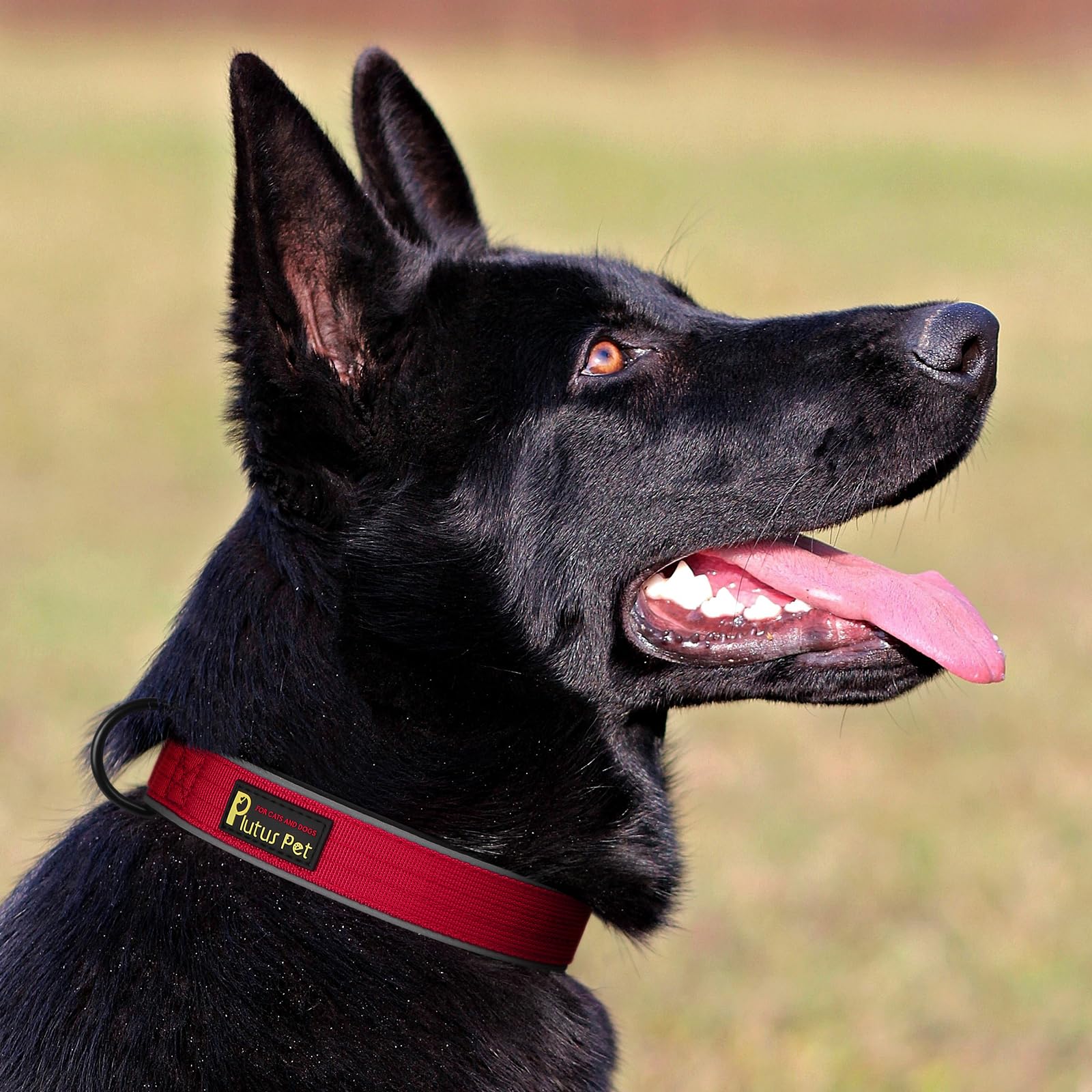 Plutus Pet Tactical Dog Collar - Reflective, Adjustable, Heavy Duty Nylon with Neoprene Padding (Red, Size S)