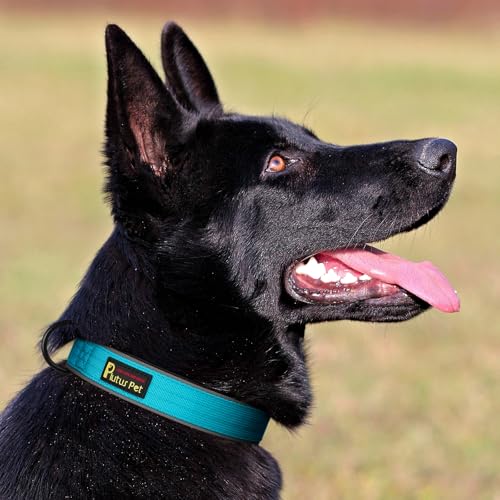 Plutus Pet Tactical Dog Collar - Reflective, Padded, Adjustable Nylon Collar for Small to Large Dogs (Cyan, Size L)