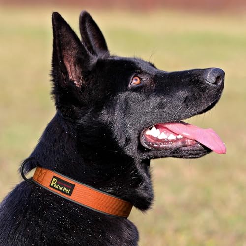 PLUTUS PET Tactical Dog Collar – Reflective, Padded, Heavy Duty Nylon for Small to Large Dogs (Orange, XL)