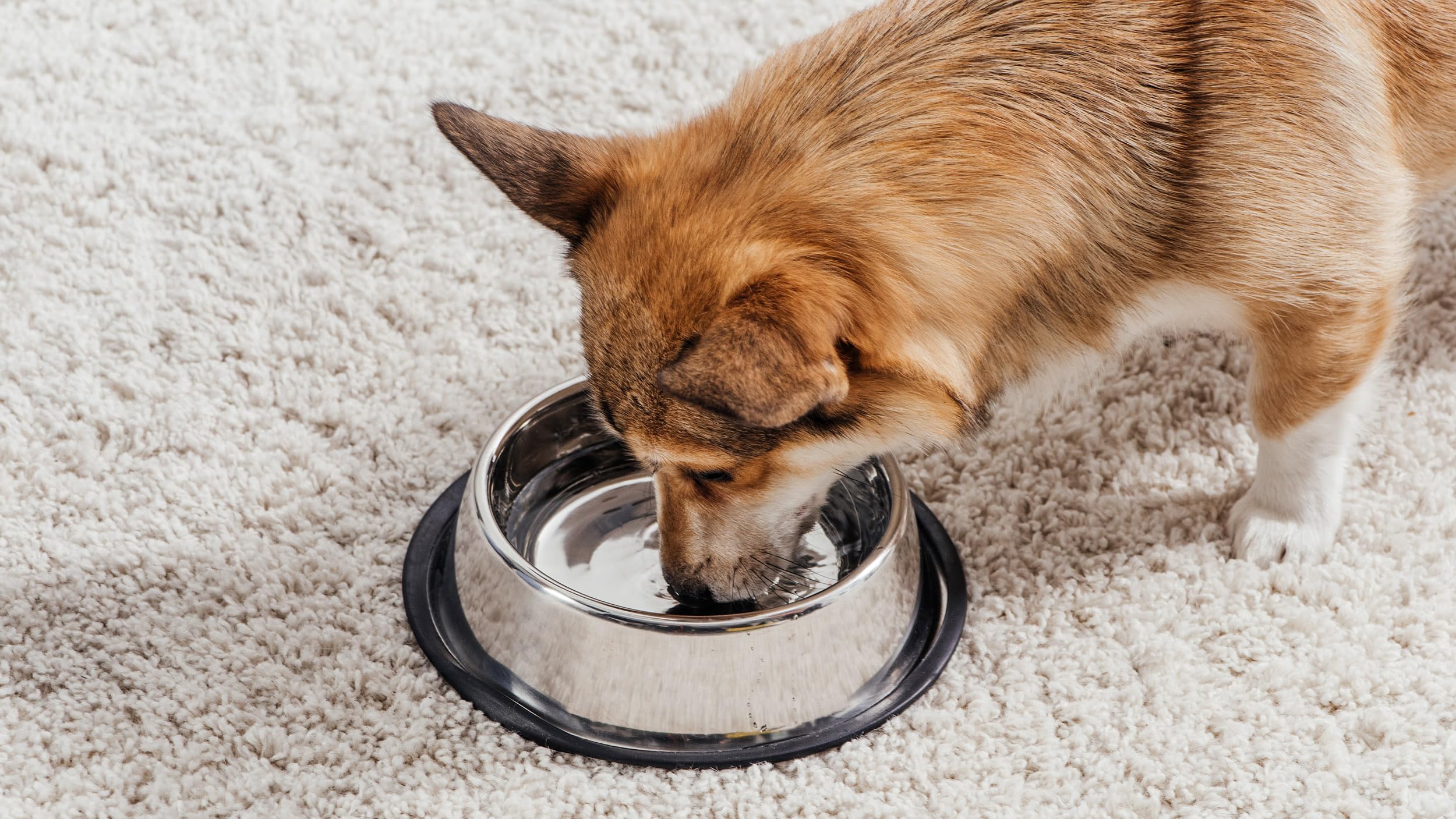 Podinor Stainless Steel Dog Bowls 2-Pack – Non-Slip Rubber Rim, Stackable, Dishwasher Safe for Small, Medium, Large Dogs