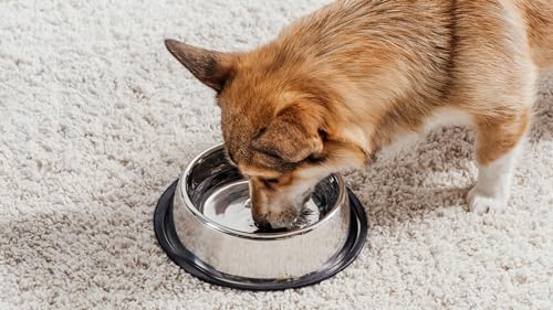Podinor Stainless Steel Dog Bowls 2-Pack – Non-Slip Rubber Rim, Stackable, Dishwasher Safe for Small, Medium, Large Dogs