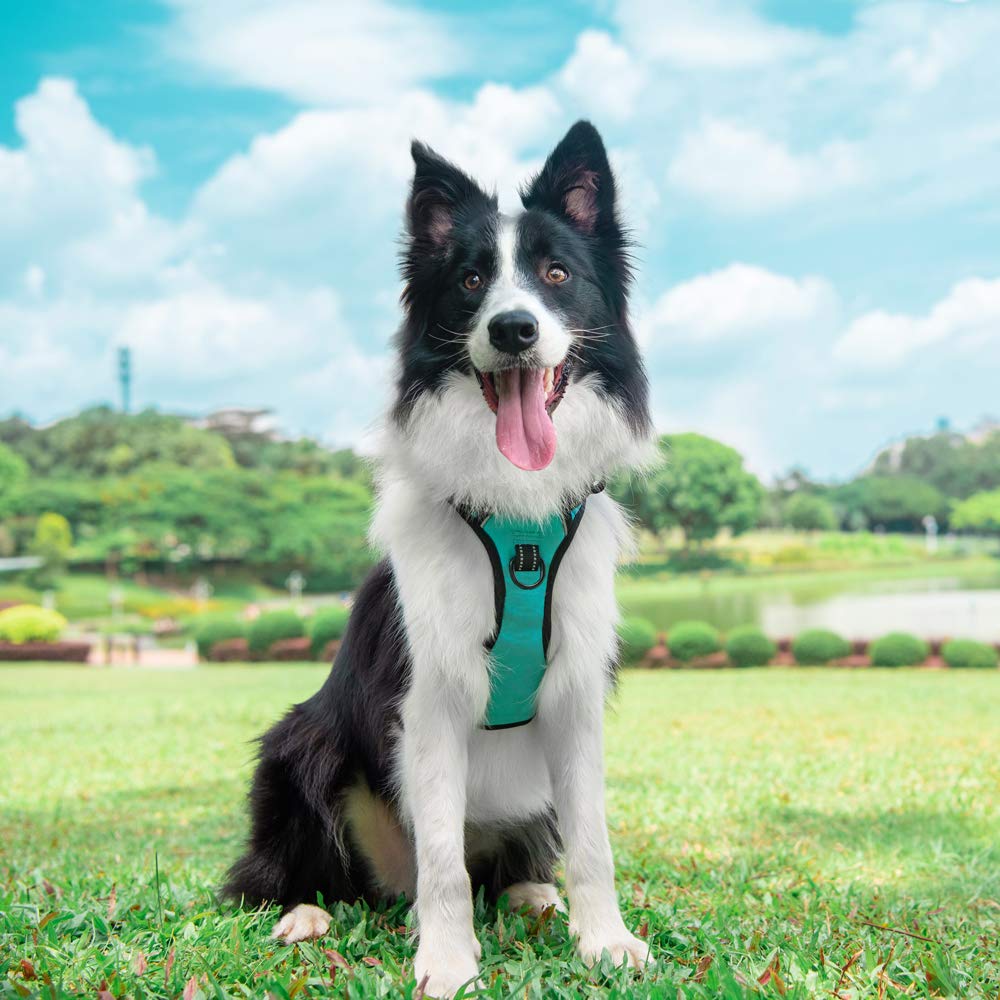 PoyPet No Pull Dog Harness in Mint Blue (Large) – Reflective Vest with Front & Back Leash Attachments