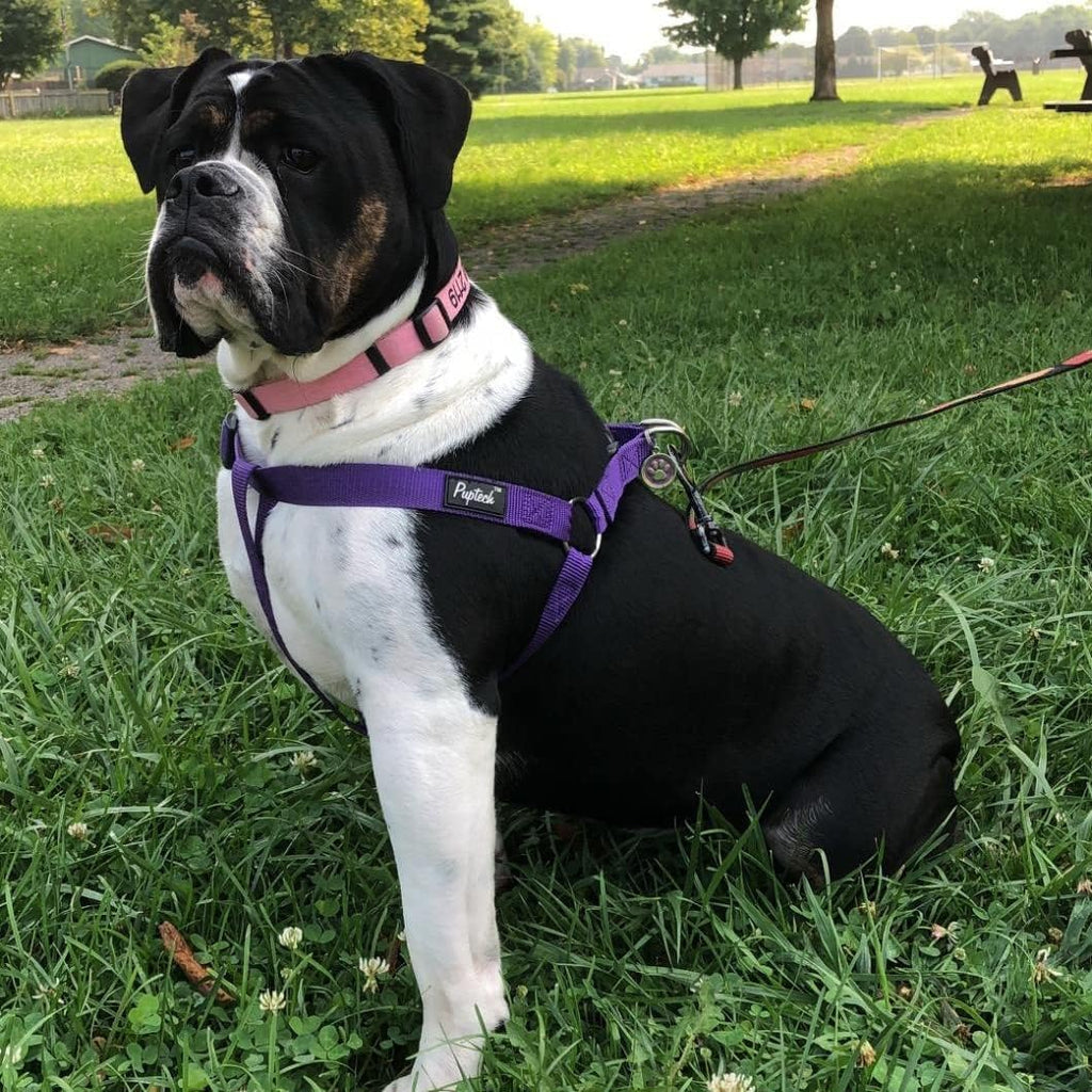 PUPTECK No Pull Dog Harness - Soft Adjustable Nylon Step-In Vest with ID Tag, Large, Purple