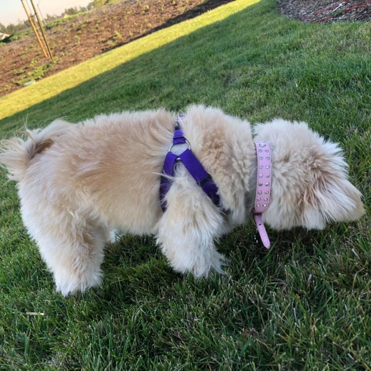 PUPTECK No Pull Dog Harness - Soft Adjustable Nylon Step-In Vest with ID Tag, Large, Purple