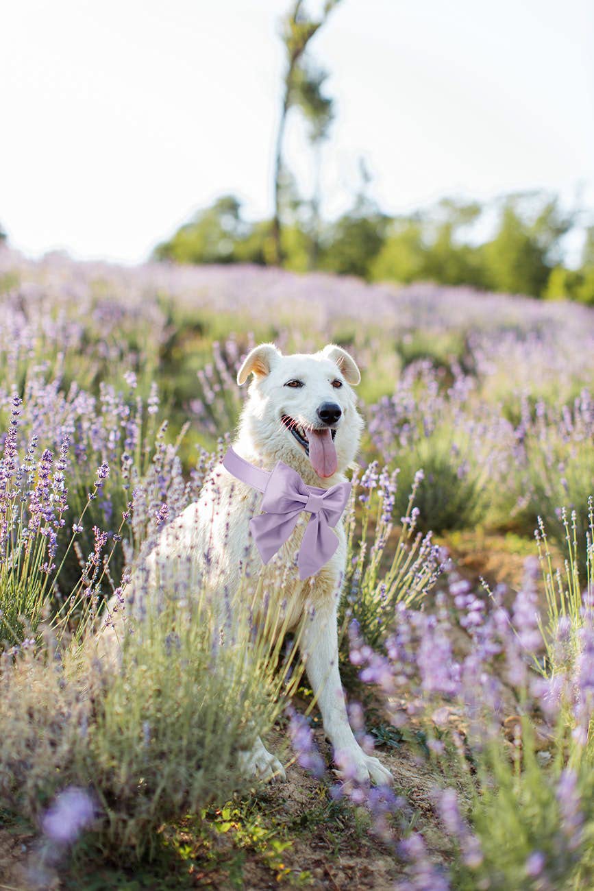 Purple Silk Dog Collar with Bow - Large Adjustable, Removable Bowtie