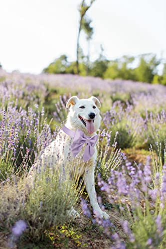 Purple Silk Dog Collar with Removable Bow Tie – Adjustable for Small Dogs and Cats