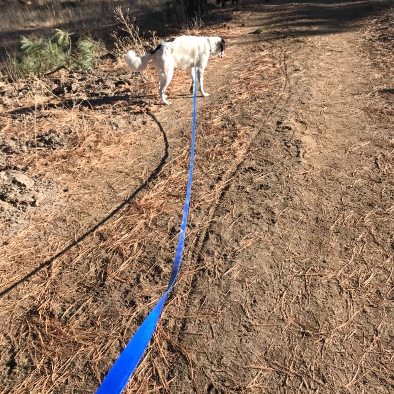 Qiaosite 15ft Waterproof Dog Leash – Durable Long Training Lead for Recall, Hiking & Swimming (Blue)