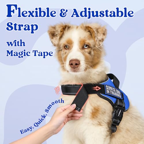 rabbitgoo Medium Dog Harness - No Pull, Reflective, Adjustable Vest with Molle, Blue