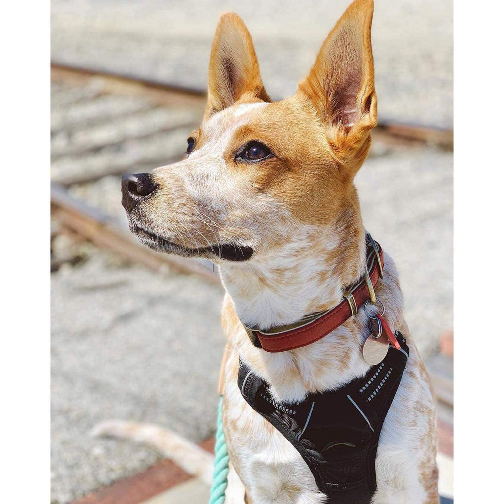 rabbitgoo Medium Dog Harness No Pull - Black, Adjustable Padded Reflective Vest with Handle