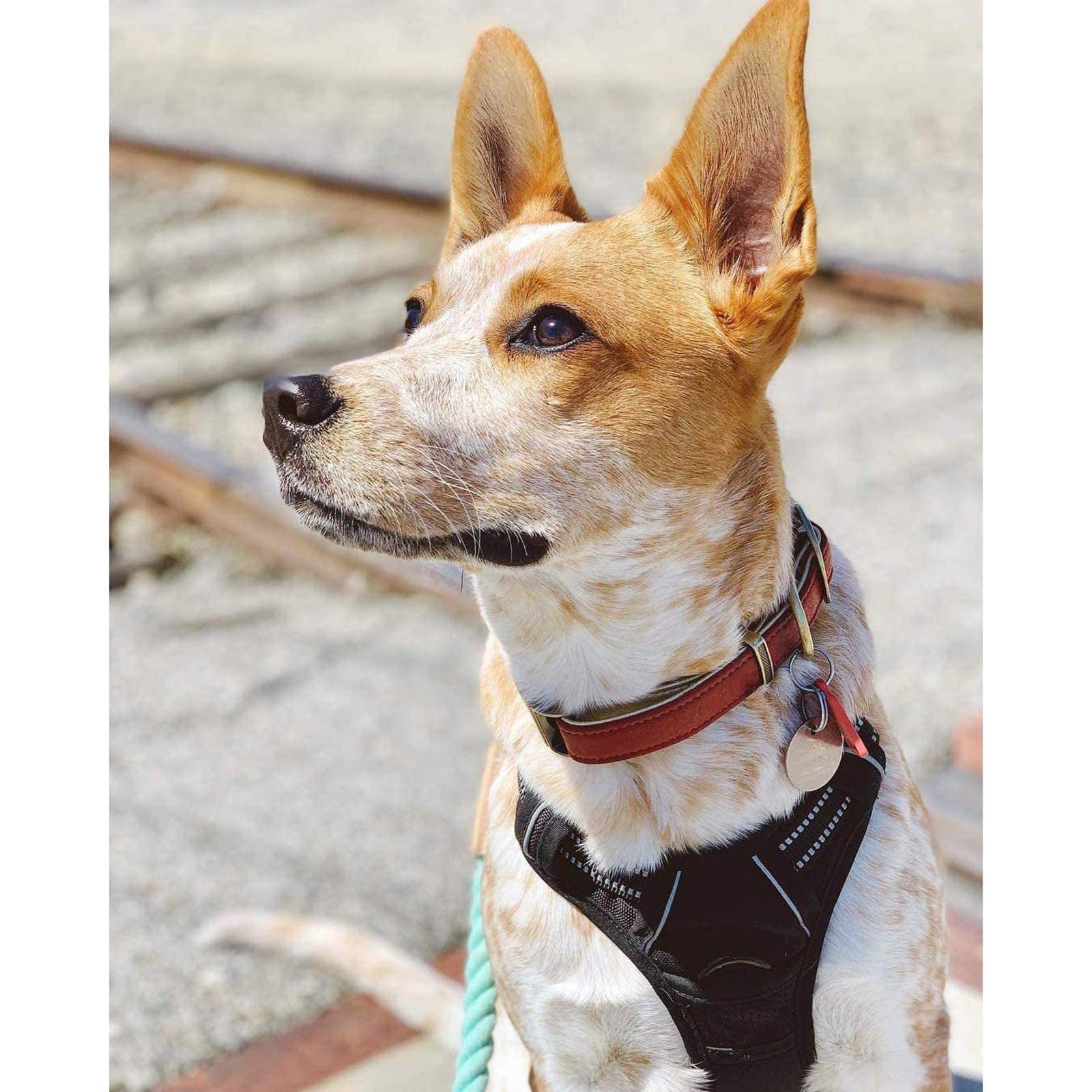 rabbitgoo Medium Dog Harness No Pull - Black, Adjustable Padded Reflective Vest with Handle