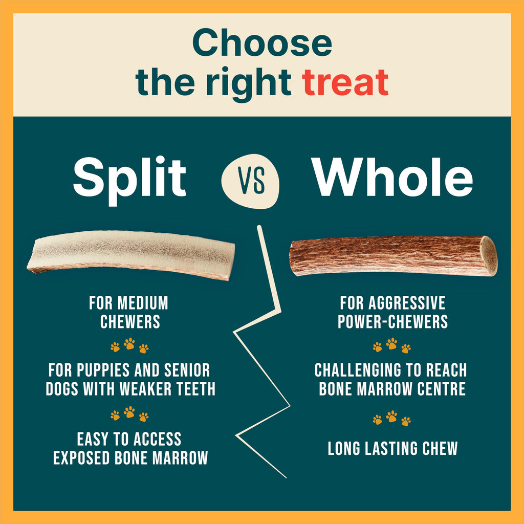 REXIPETS Small Split Elk Antler Dog Chew – Grade A, Naturally Shed, No Odor – 4 x 0.5 x 0.5 inches