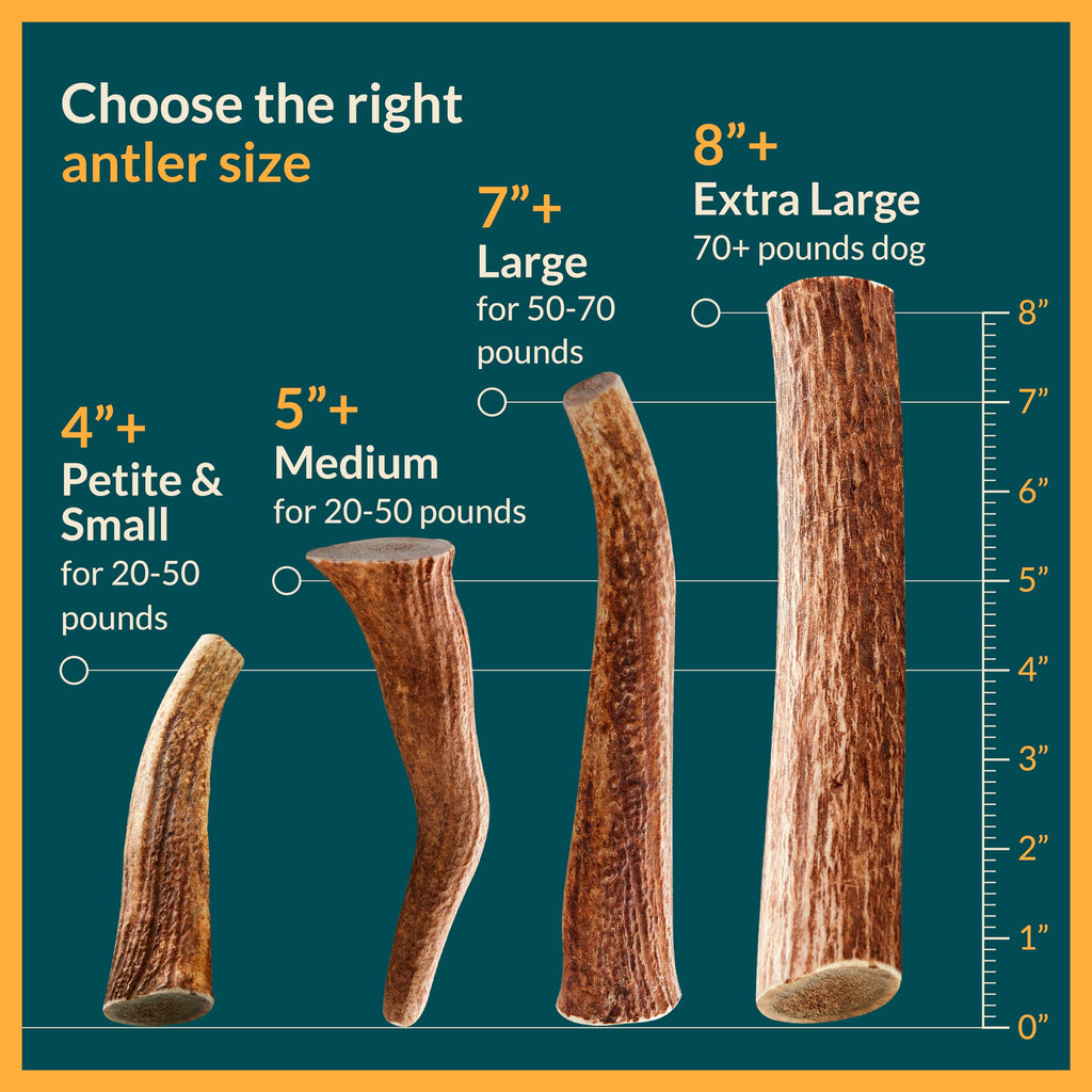REXIPETS Small Split Elk Antler Dog Chew – Grade A, Naturally Shed, No Odor – 4 x 0.5 x 0.5 inches