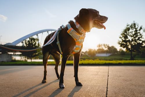 Ruffwear Front Range Dog Collar - Basalt Gray, Adjustable 14-20 Inches, Lightweight Polyester with Aluminum V-Ring
