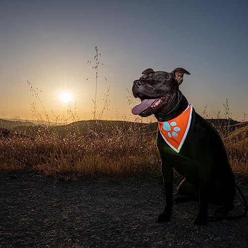 SafetyPUP XD Blaze Orange Reflective Dog Bandana - Large (18-23 in Neck) - High Visibility Adjustable Pet Scarf