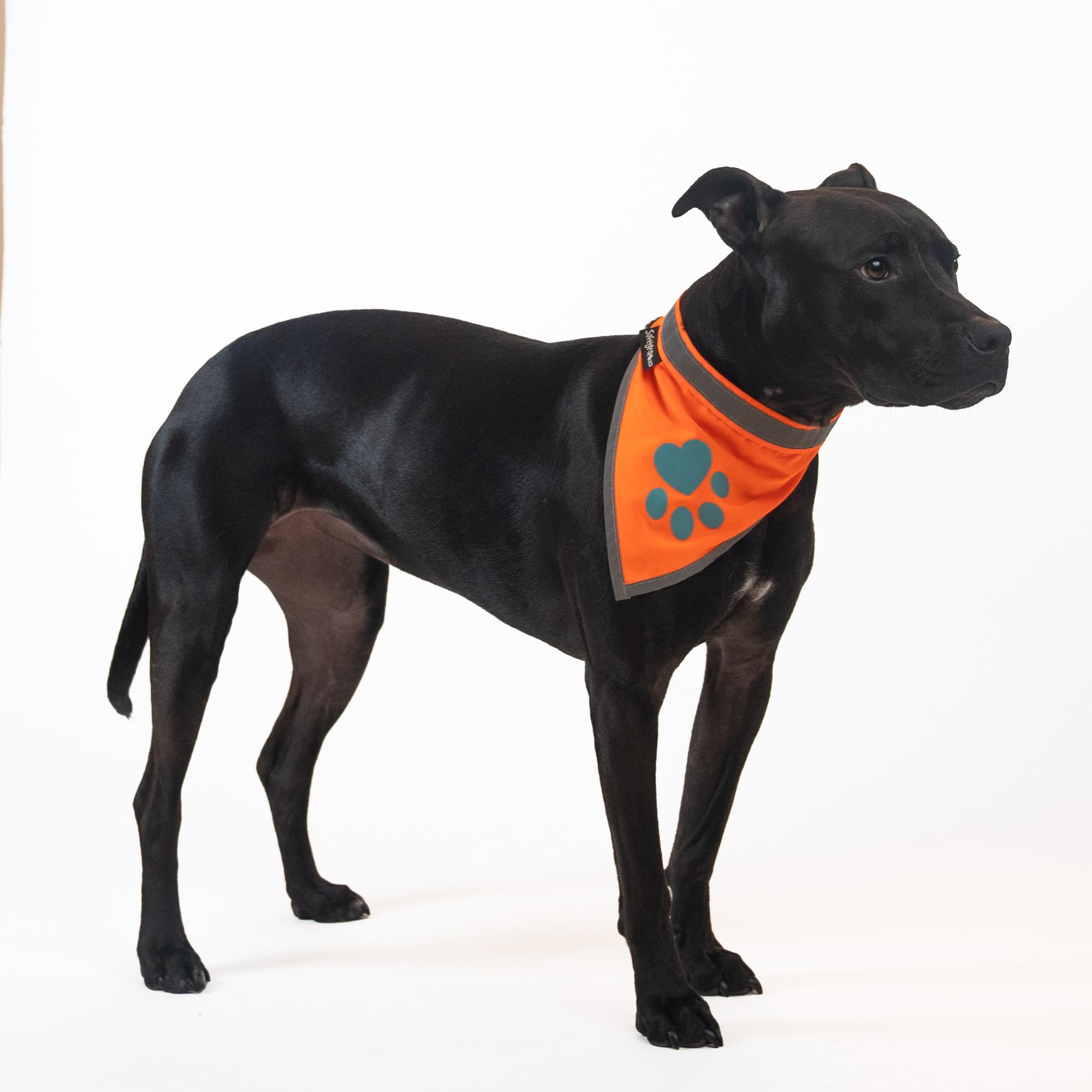 SafetyPUP XD Blaze Orange Reflective Dog Bandana - Large (18-23 in Neck) - High Visibility Adjustable Pet Scarf