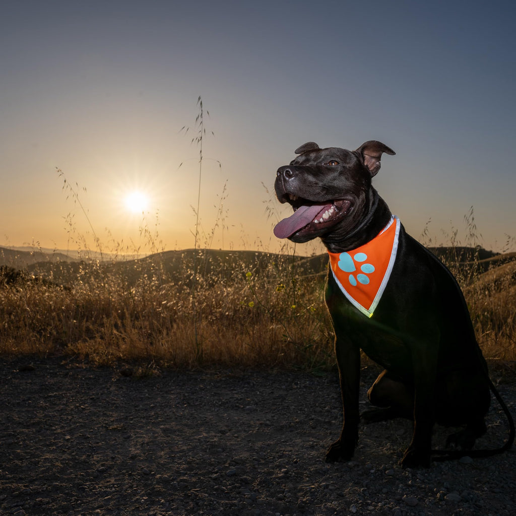 SafetyPUP XD Blaze Orange Reflective Dog Bandana - Large (18-23 in Neck) - High Visibility Adjustable Pet Scarf