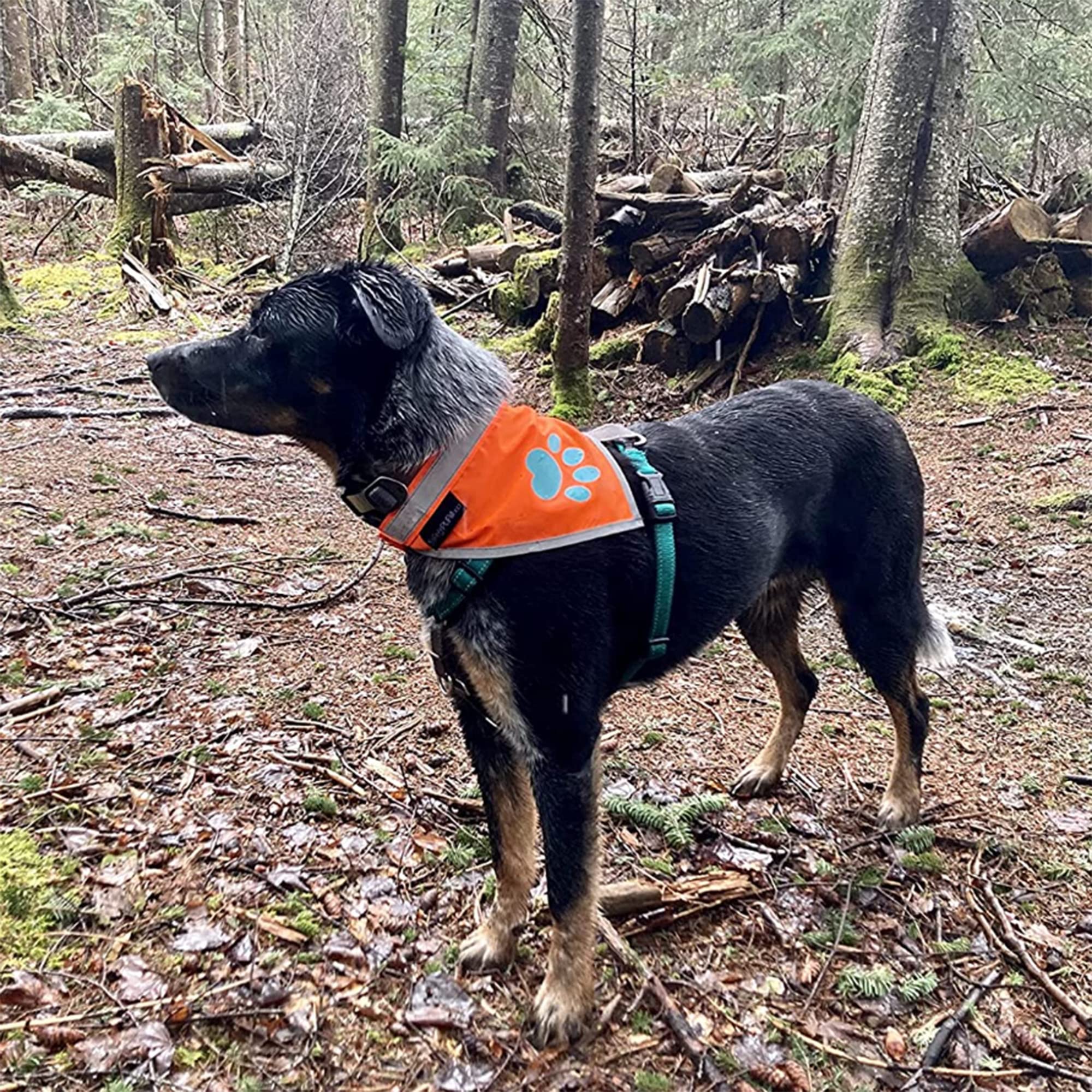 SafetyPUP XD Blaze Orange Reflective Dog Bandana - Large (18-23 in Neck) - High Visibility Adjustable Pet Scarf