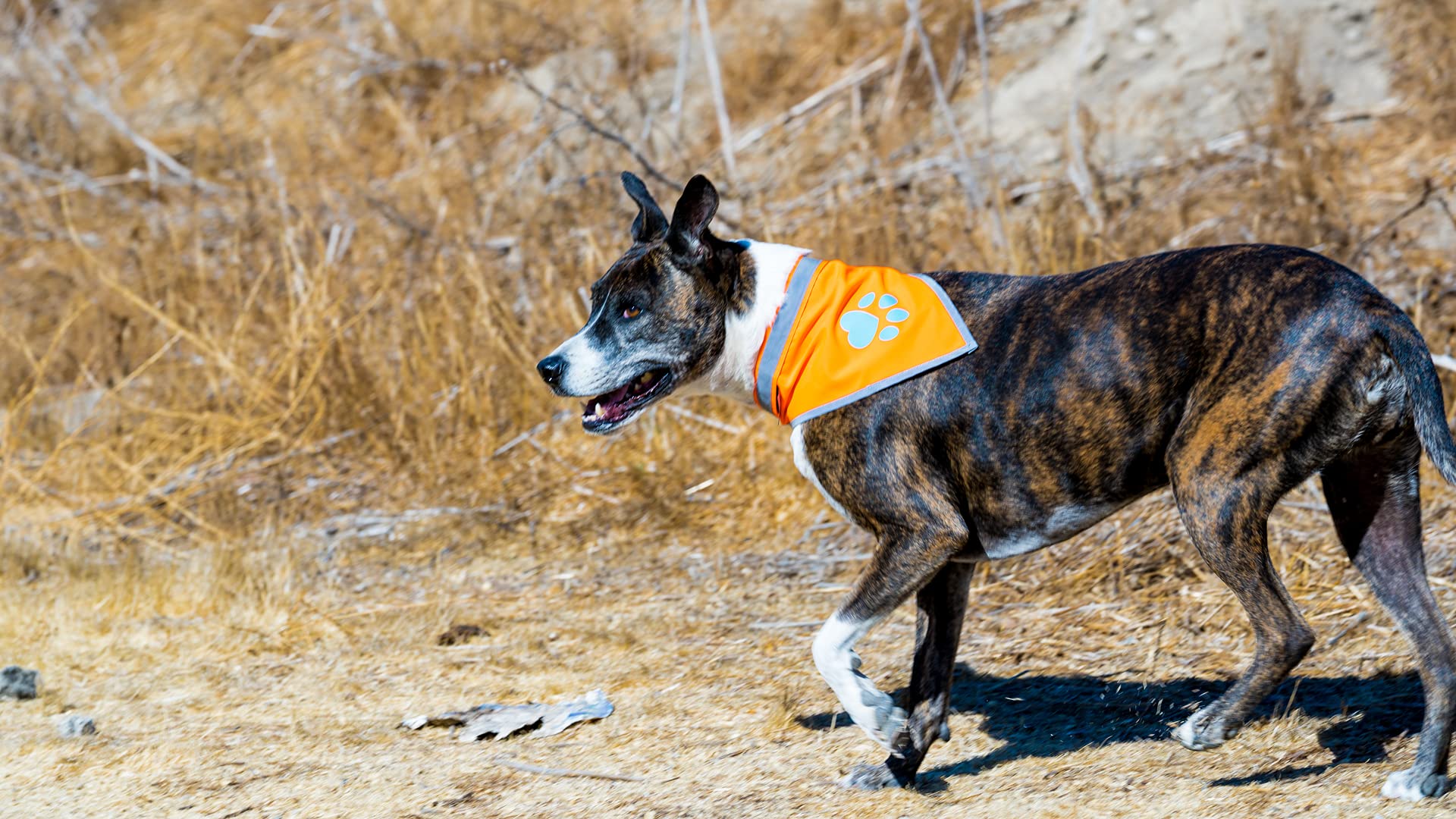 SafetyPUP XD Blaze Orange Reflective Dog Bandana - Large (18-23 in Neck) - High Visibility Adjustable Pet Scarf