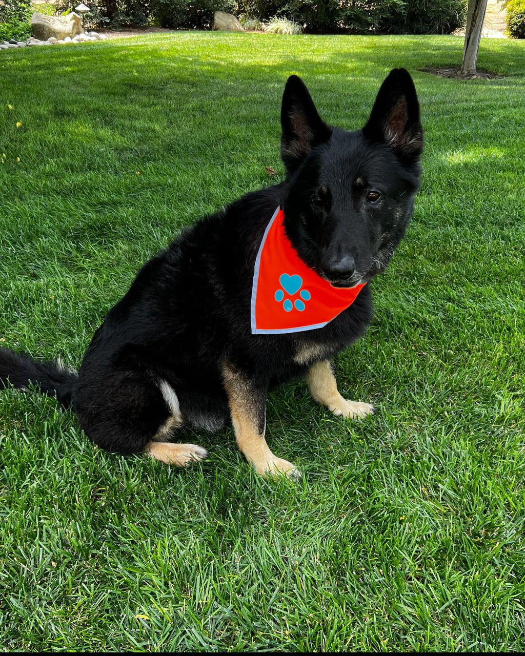 SafetyPUP XD Blaze Orange Reflective Dog Bandana - Large (18-23 in Neck) - High Visibility Adjustable Pet Scarf