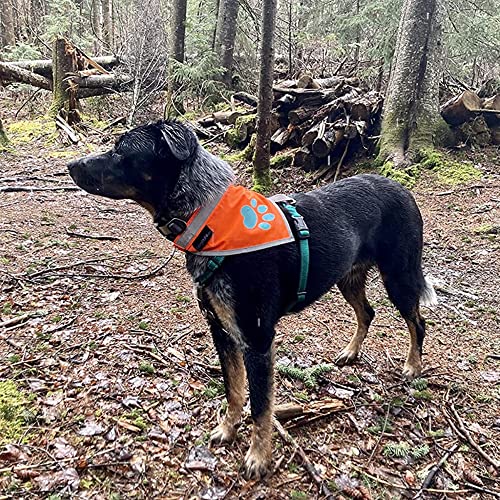 SafetyPUP XD Blaze Orange Reflective Dog Bandana – Medium, Adjustable, High-Visibility for Walks and Outdoor Adventures