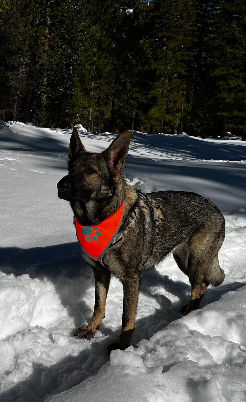 SafetyPUP XD Blaze Orange Reflective Dog Bandana – Medium, Adjustable, High-Visibility for Walks and Outdoor Adventures