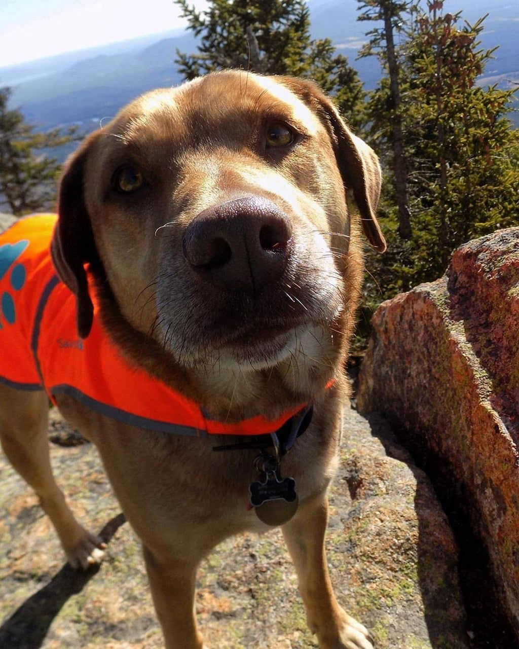 SafetyPUP XD Reflective Dog Vest - X-Large Blaze Orange, 100-130 lbs, Hi-Vis for Road & Field Safety