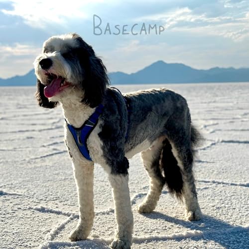 ShawnCo Basecamp Dog Harness Midnight Size L – No-Pull Vest with 3 Leash Clips