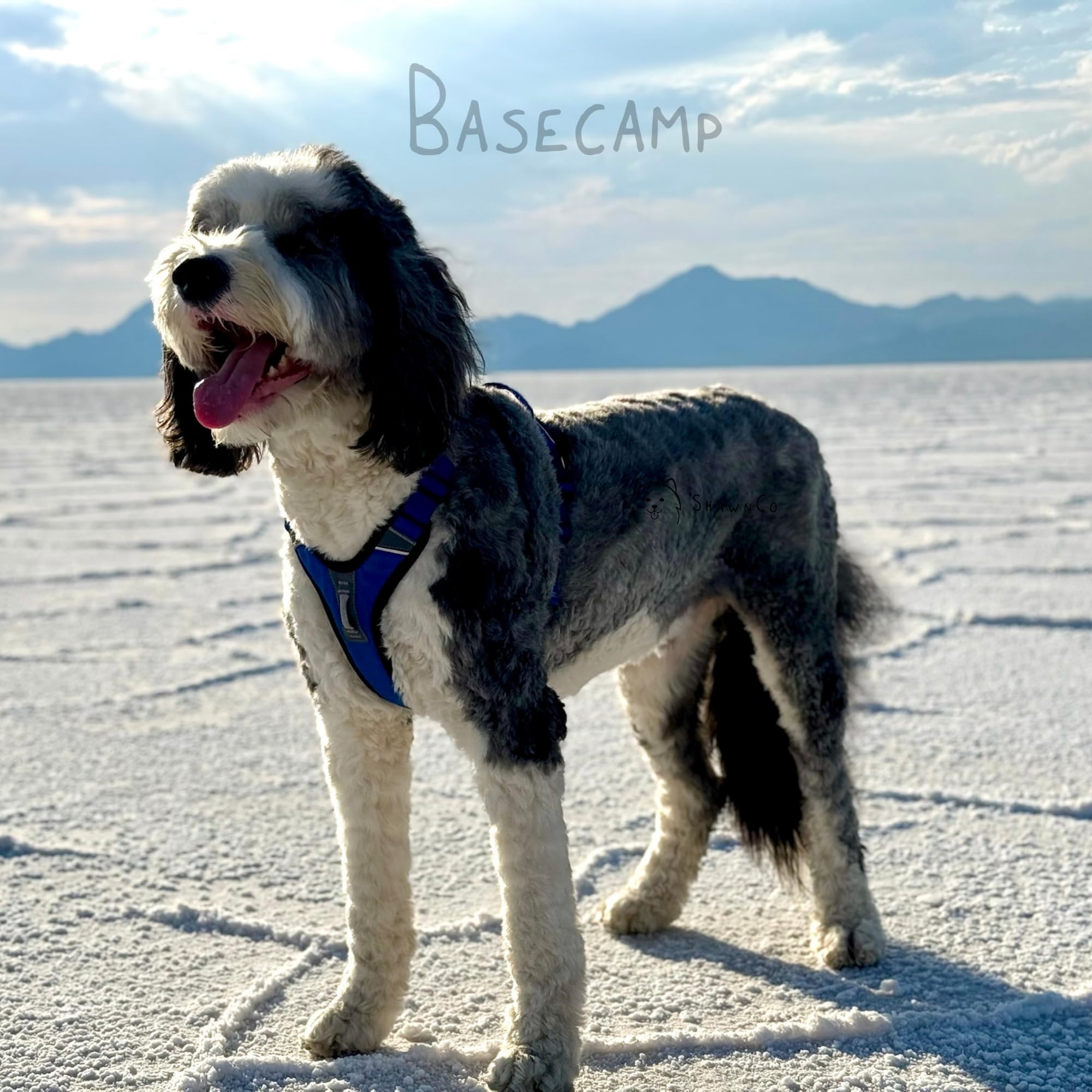 ShawnCo Basecamp No-Pull Dog Harness – Large Sunset Orange Vest with 3 Leash Clips, Padded, Reflective, Adjustable