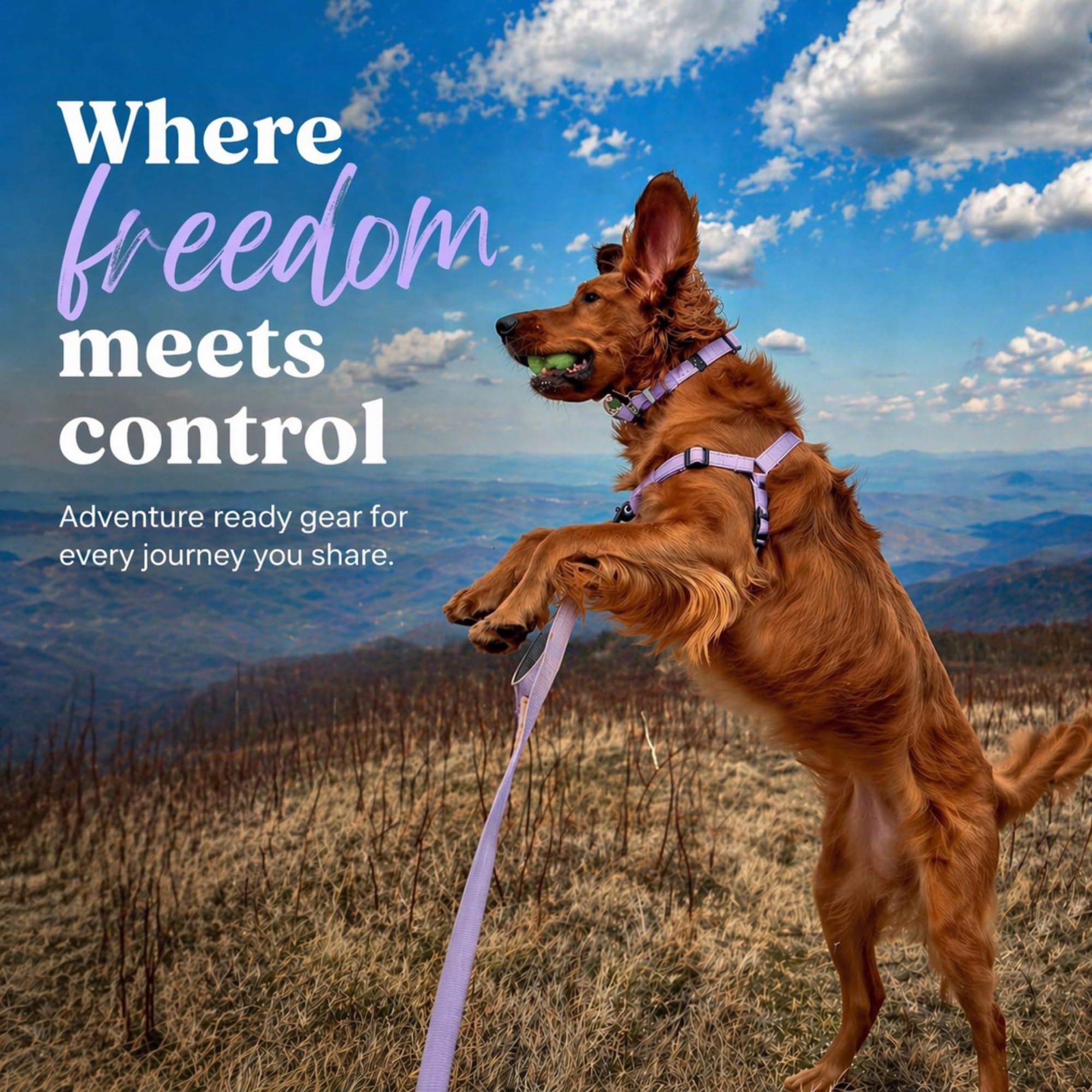SHAWNCO Dream Walk Pro Dog Harness - No-Pull, Small, Midnight, Nylon - Front & Back Clip